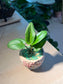 Drimiopsis Maculata (青蛙王子) in Matt Textured Claypot
