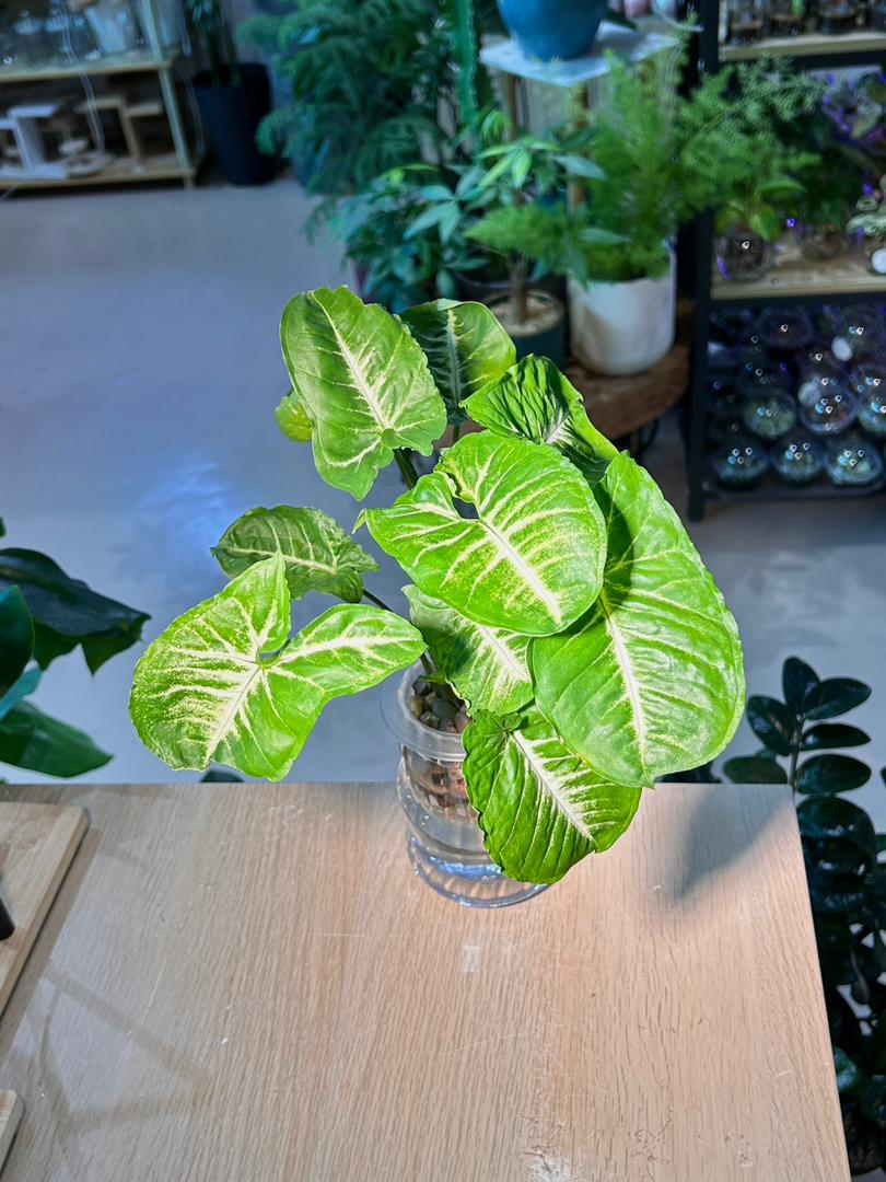 Arrowhead Plant (合果芋) Syngonium Podophyllum in Glass Hydroponic Vase