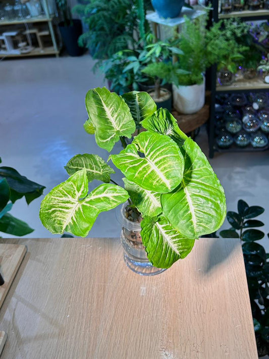 Arrowhead Plant (合果芋) Syngonium Podophyllum in Glass Hydroponic Vase