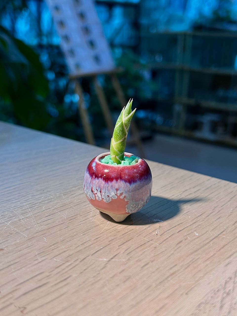 Snake Plant (虎尾兰) Sansevieria in Red Glazed Ceramic Pot