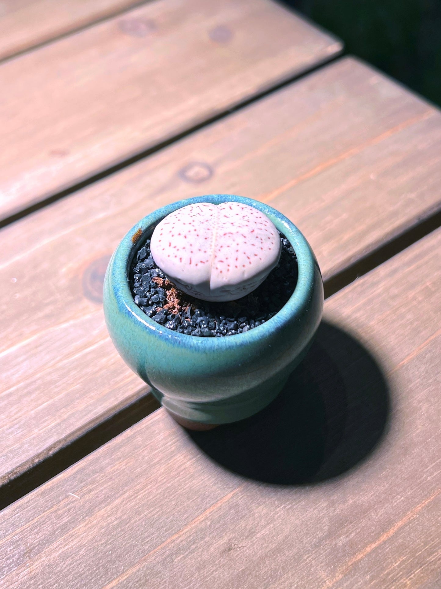 Lithops in Envy Green Ceramic Pot