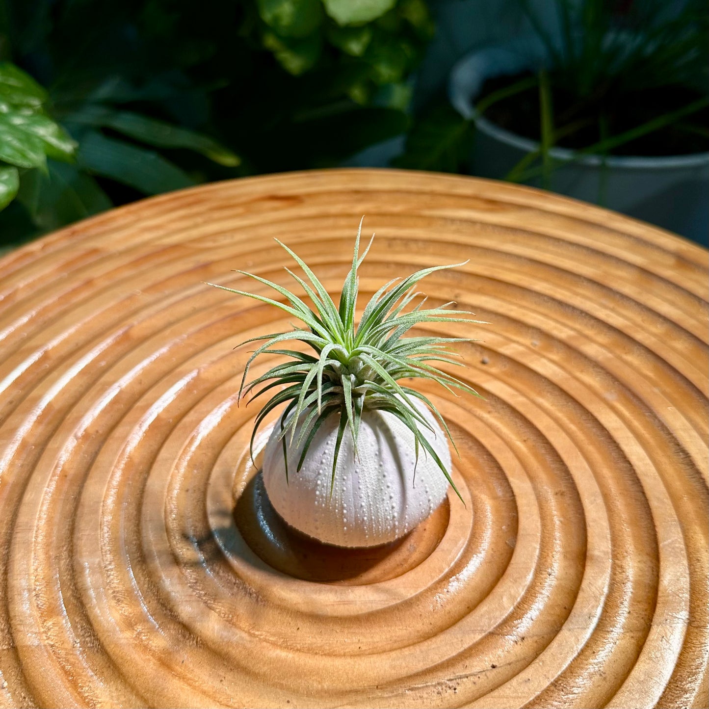 Airplant in Shell Designer Case