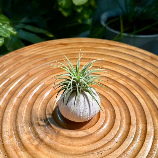 Airplant in Shell Designer Case