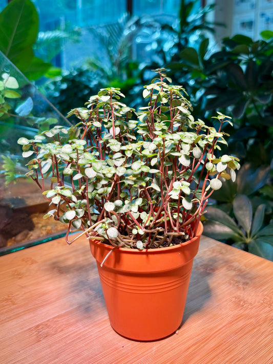 Pilea Multiflora in Plastic Pot