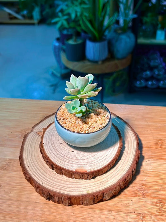 Echeveria (拟石莲花) in Blue Glazed Ceramic Pot