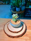 Echeveria (拟石莲花) in Blue Glazed Ceramic Pot