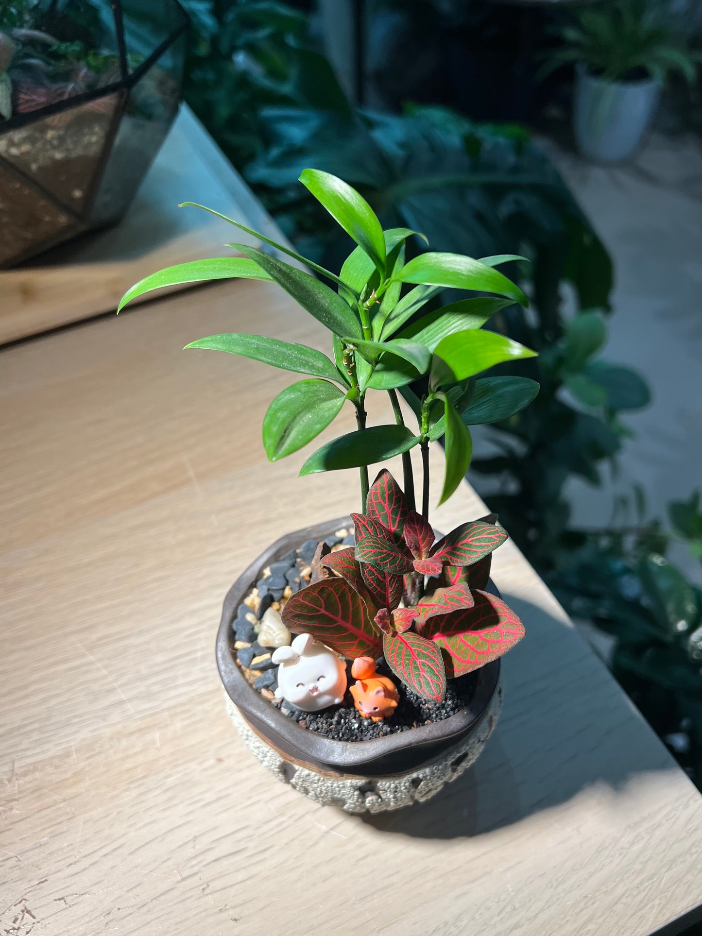 Fittonia and Nageia Nagi Arrangement in Ceramic Pot