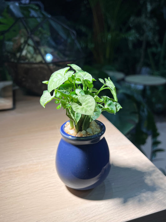 Syngonium Podophyllum in Sea Blue Ceramic Pot