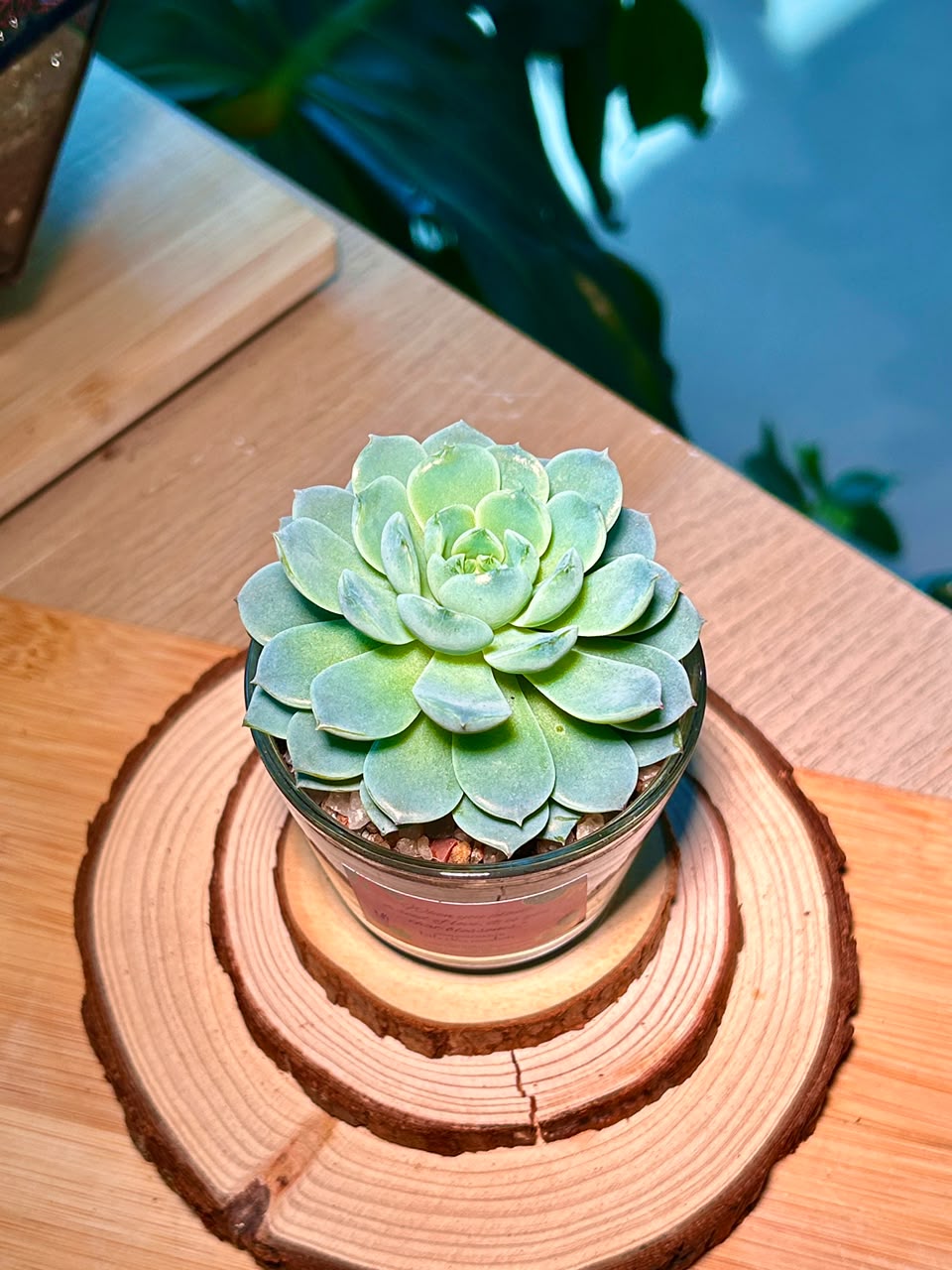 Echeveria Succulent in Glass Pot