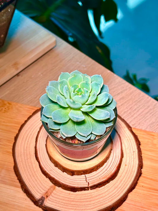Echeveria Succulent in Glass Pot