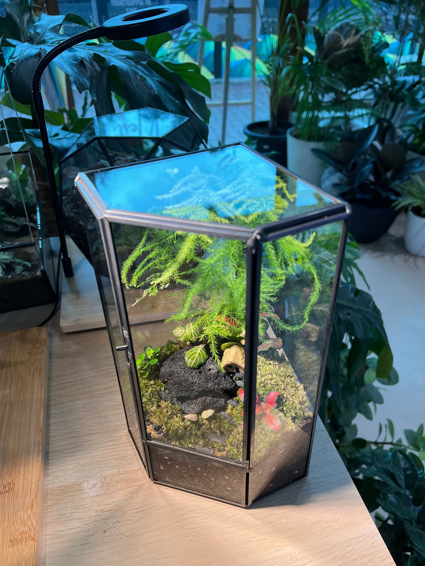 Fittonia, Asparagus Fern with Moss Arrangement in Pentagonal Tall Glass with Lid Terrarium