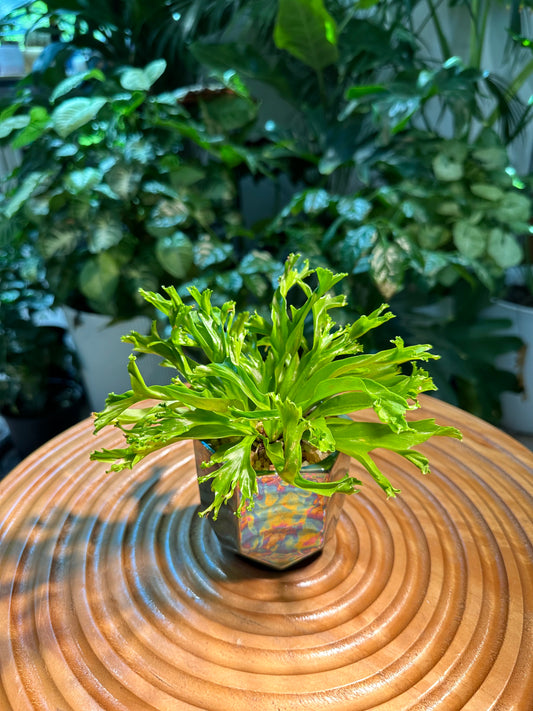 Asplenium Leslie Fern in Designer Pot