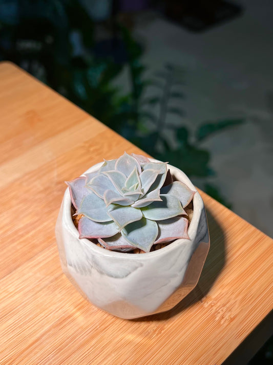Echeveria in Marble Pot