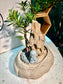 Podocarpus Macrophyllus in Rock Pot 🪨