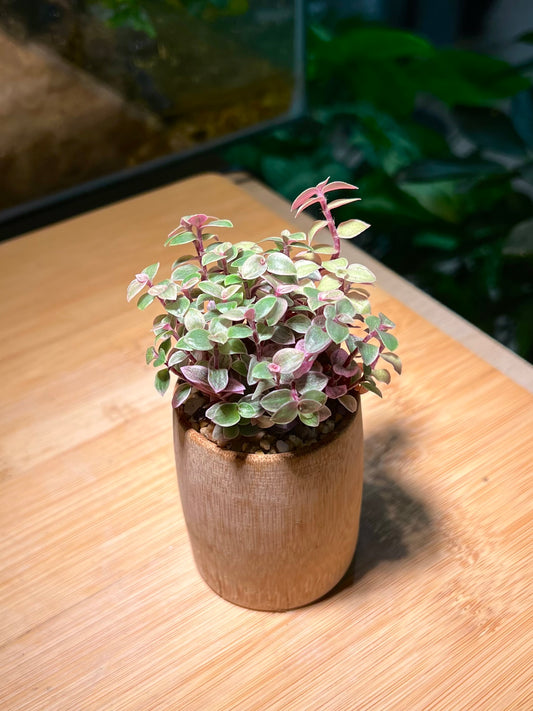 Callisia Pink Lady in Bamboo Pot