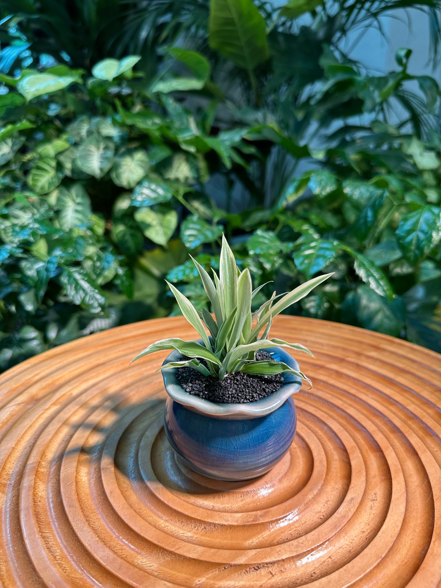 spider plant terracotta pot Chlorophytum Comosun in Blue Designer Pot aka Spider Plant
