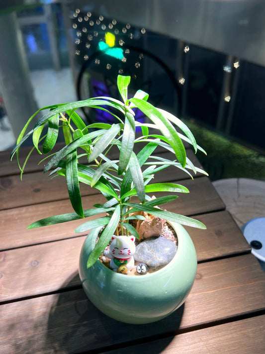 Podocarpus Macrophyllus in Mint Green Round Ceramic Pot