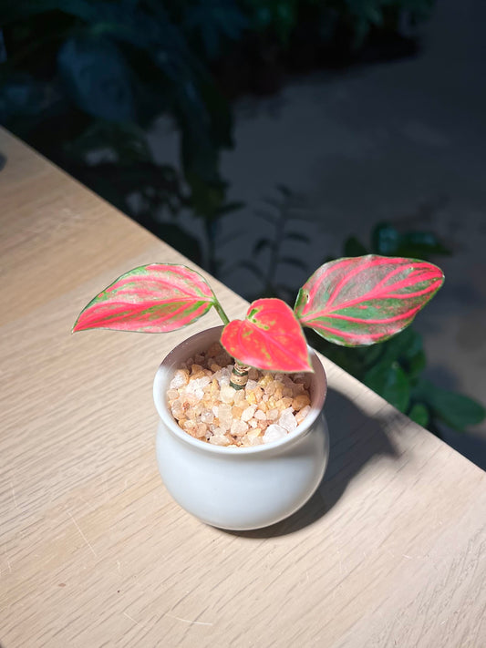 Aglaonema in White Belly Ceramic Pot