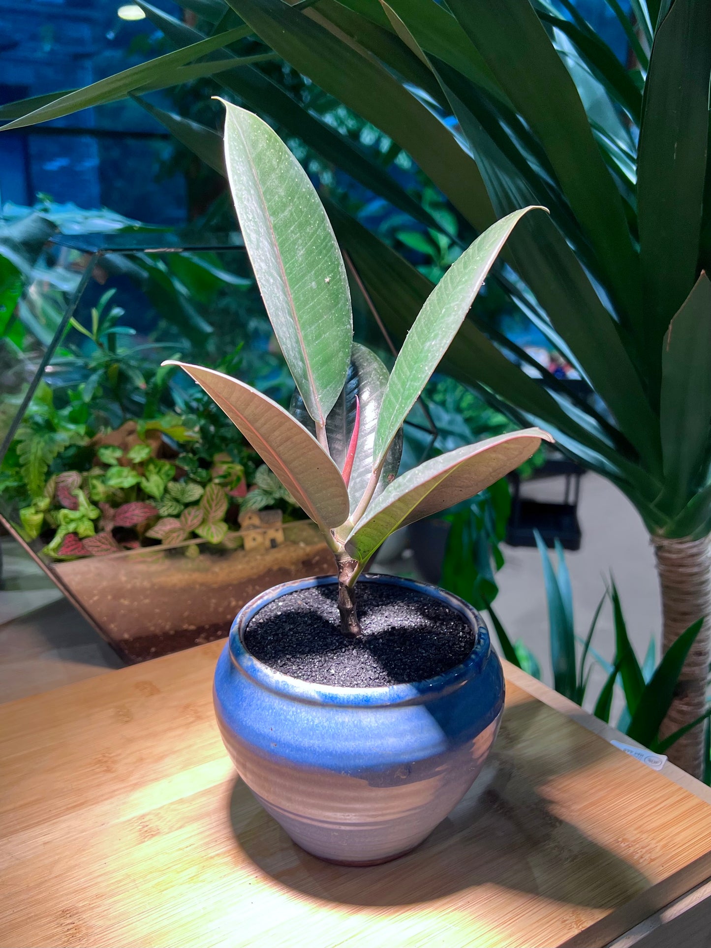 Ficus Elastica in Sea Blue Ceramic Pot