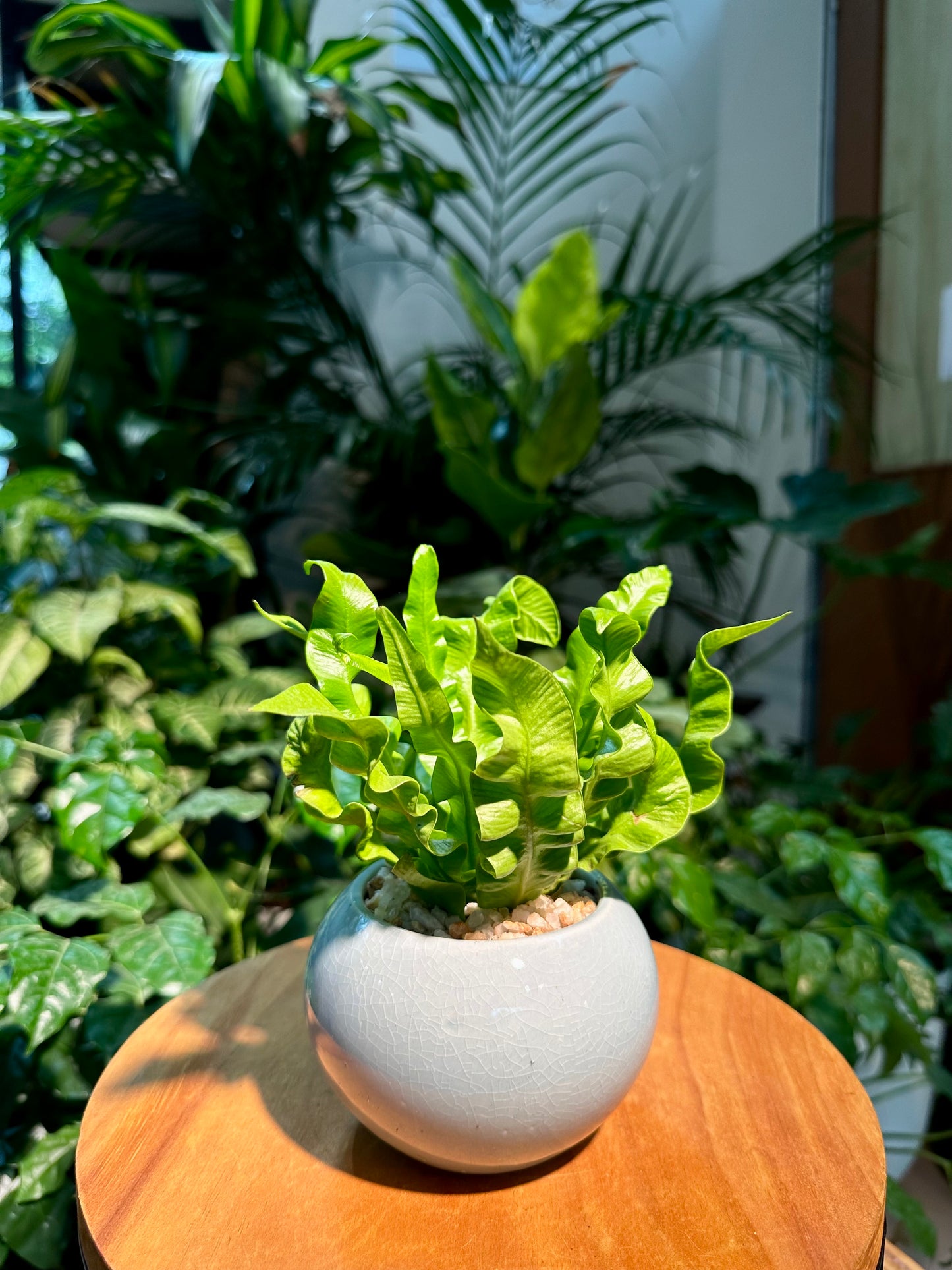 Asplenium Crispy Wave Fern in Designer Pot