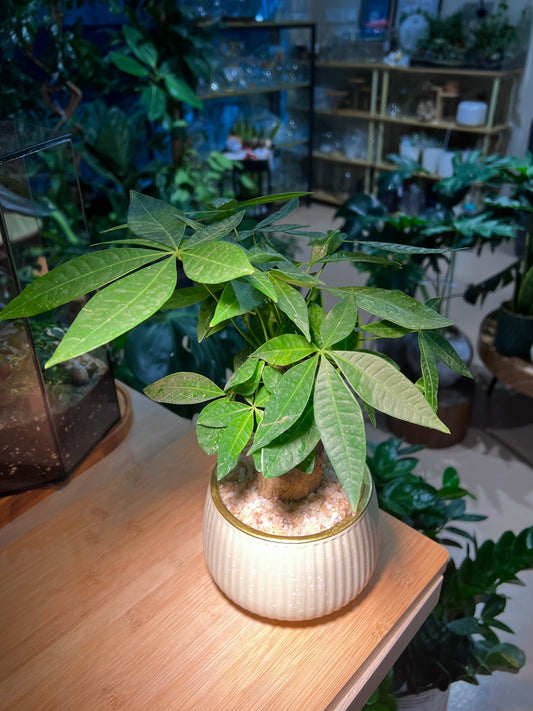 Pachira (εθ΄’ζ ) Money Tree in Light Yellow Ceramic Pot
