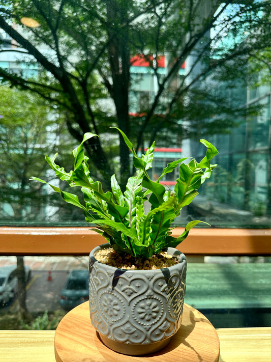 Asplenium Variegated Crispy Wave Fern in Designer Pot