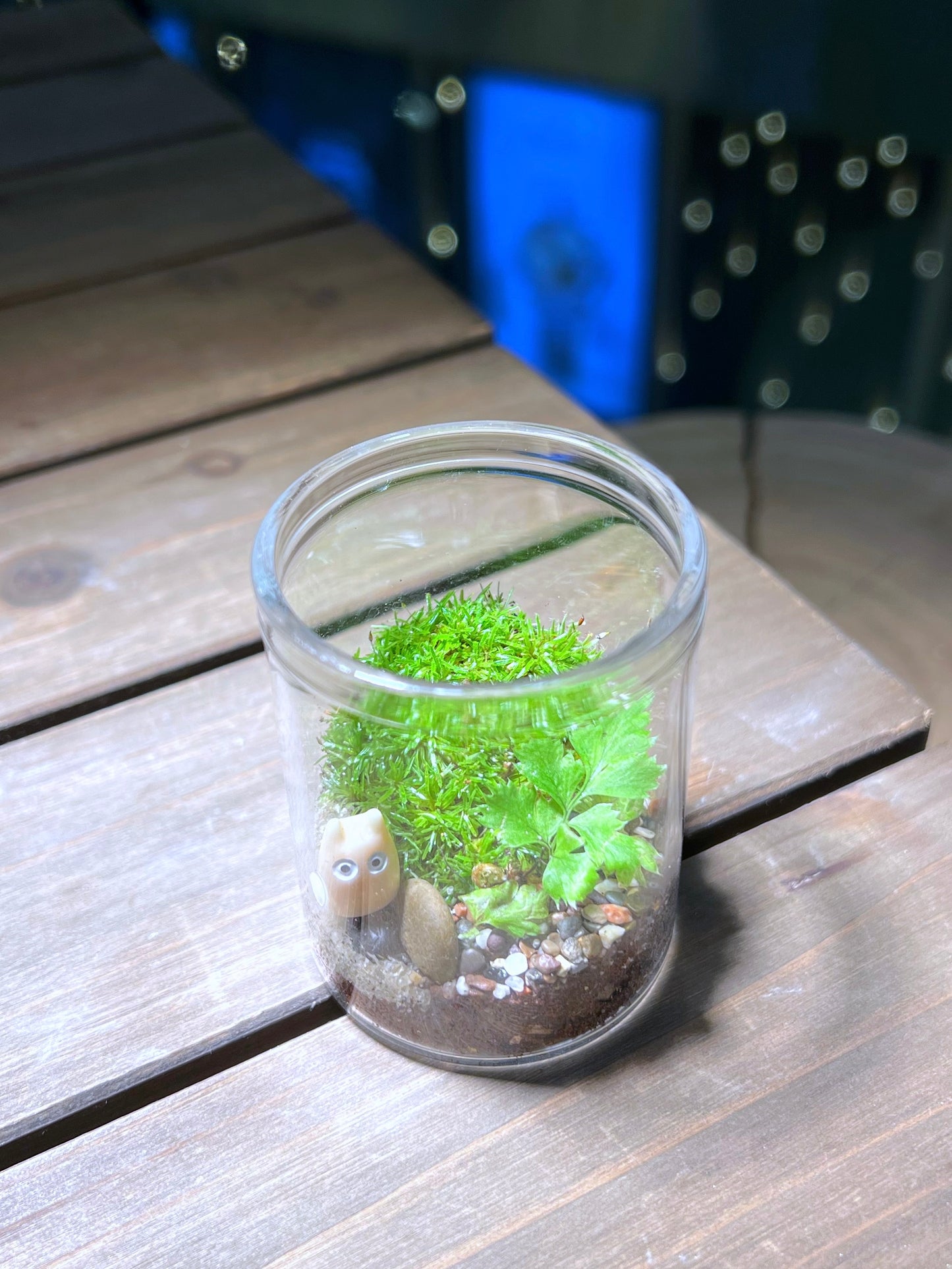 Moss in Small Cylindrical Glass