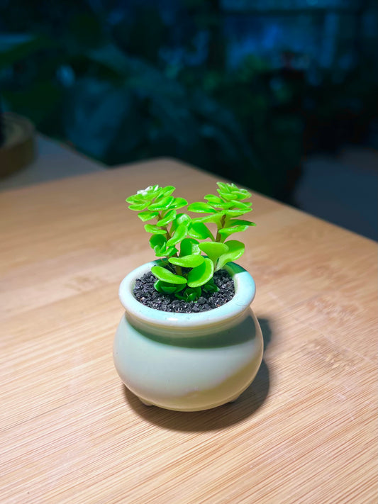 Portulacaria in Mint Green Ceramic Pot