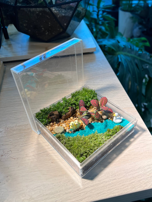 Fittonia with Moss Arrangement in Arcylic Terrarium (L1)