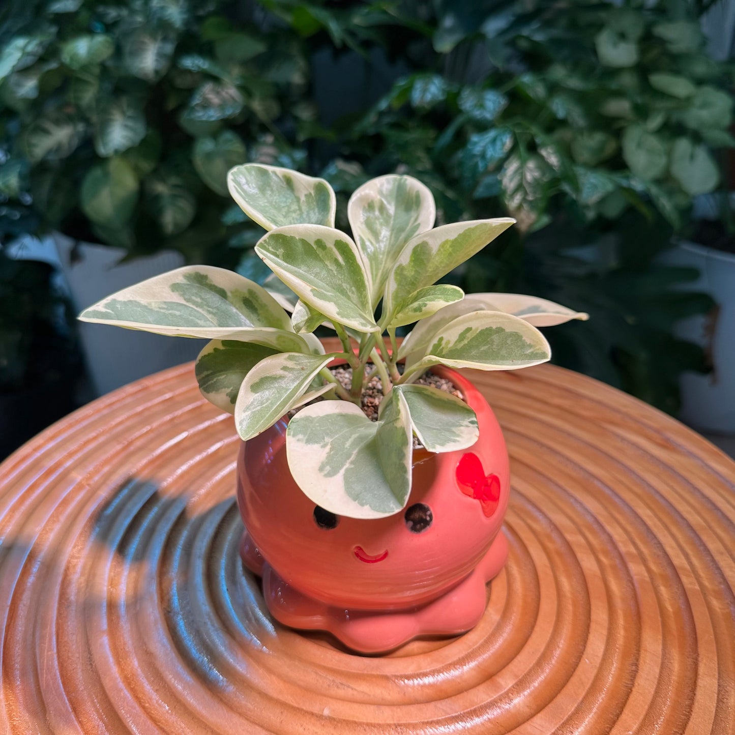 Peperomia in Octopus Designer Pot