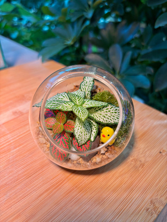 Indoor plant in Small Glass Terrarium  🐤