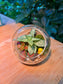 Indoor plant in Small Glass Terrarium  🐤