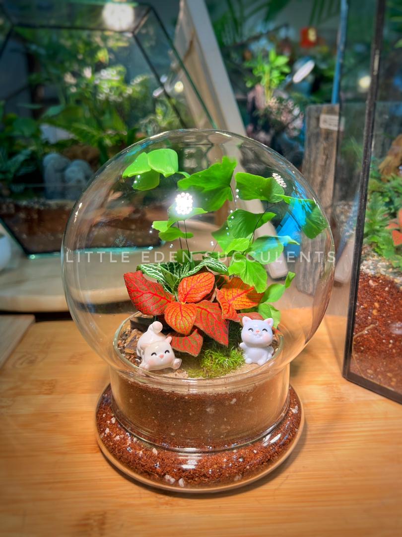 Fittonia & Fern with Moss Arrangement in Clear Dome Glass Terrarium