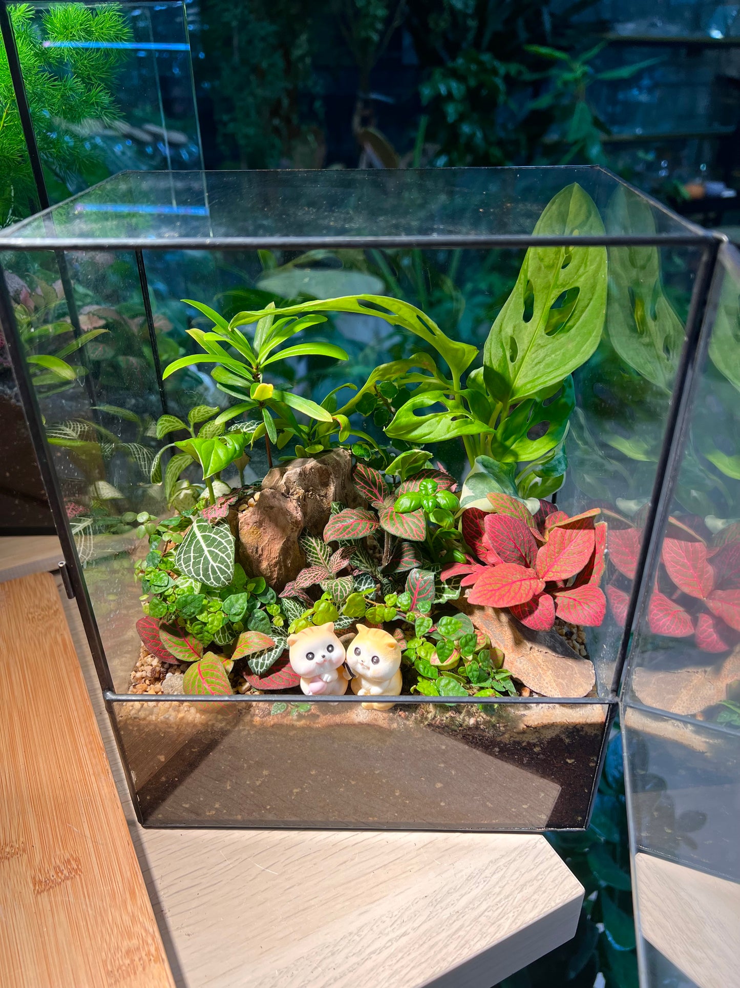 Fittonia, Fern, Monstera and Moss Arrangement in Black Rectangular Glass with Side Hung Lid Terrarium