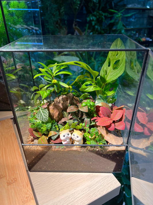 Fittonia, Fern, Monstera and Moss Arrangement in Black Rectangular Glass with Side Hung Lid Terrarium