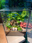 Fittonia, Fern, Monstera and Moss Arrangement in Black Rectangular Glass with Side Hung Lid Terrarium