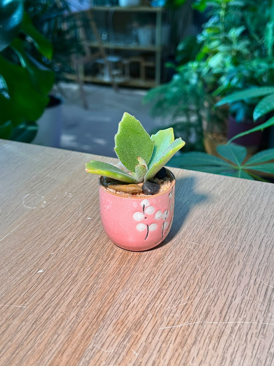 Millot Kalanchoe (千兔耳) Succulent in Pink Glazed Ceramic Pot