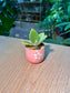 Millot Kalanchoe (千兔耳) Succulent in Pink Glazed Ceramic Pot