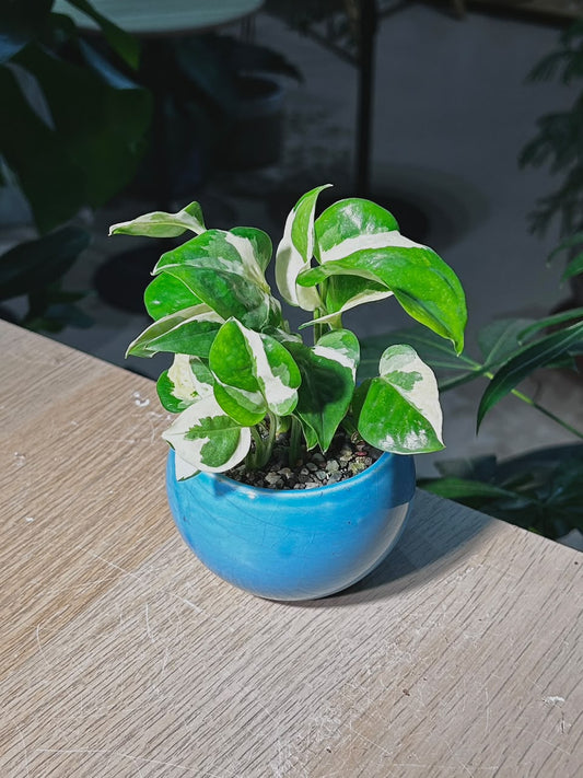 N'Joy Pothos (快乐绿萝) Epipremnum Aureum in Blue Glazed Ceramic Pot