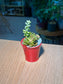 Succulent Arrangement in Red Pail Pot