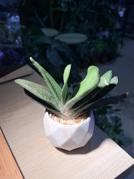 Gasteria Little Warty in White Ceramic Pot