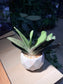 Gasteria Little Warty in White Ceramic Pot