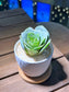 Mountain Rose in Handmade Concrete Pot