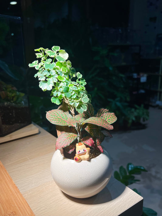 Fittonia and Polyscias (Bonsai Indoor Plant) Arrangement in Round Ceramic Pot