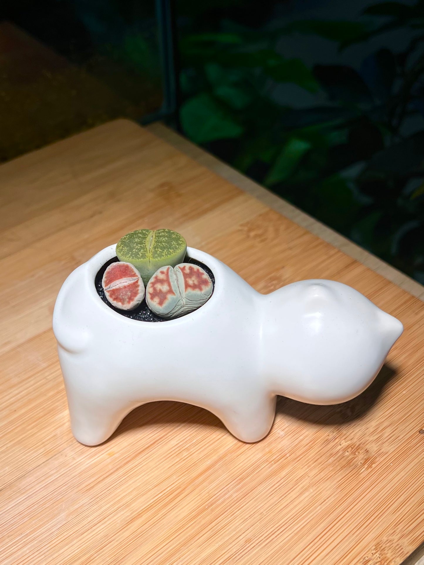Lithops in White Cat Ceramic Pot