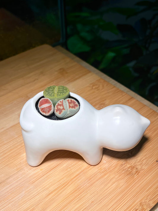 Lithops in White Cat Ceramic Pot