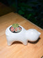 Lithops in White Cat Ceramic Pot