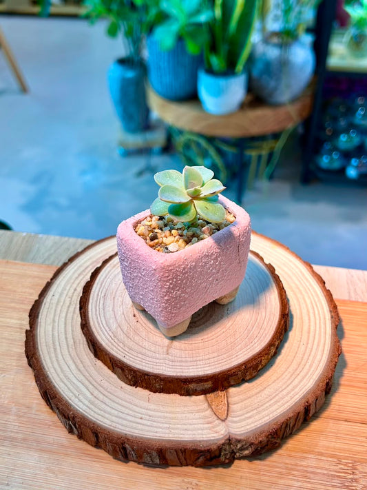 Echeveria Succulent in Pink Ceramic Pot