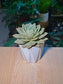 Echeveria Succulent (多肉植物) Echeveria Fabulous Rose in Matte White Pot