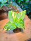 Epipremnum Aureum in Fuji Water Based Glass